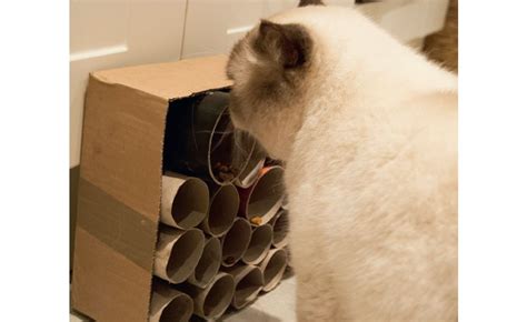 a cat is looking at some rolls of toilet paper