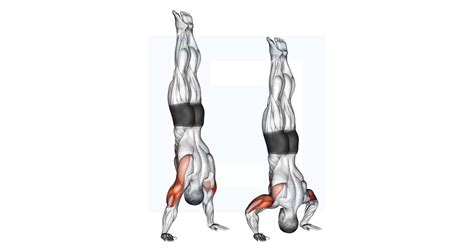 Handstand Push Up - Guide, Benefits, and Form