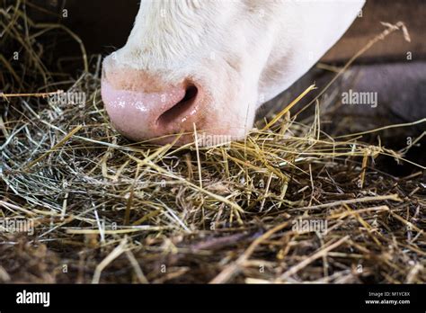 Cow eating hay Stock Photo - Alamy