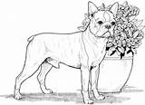 Boston Terrier coloring Page  Free Printable Coloring Pages sketch template