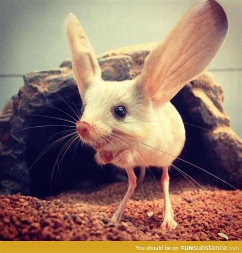 Meet the Jerboa! - FunSubstance