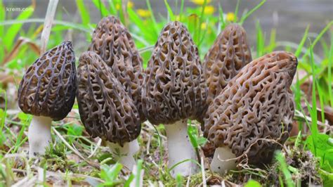 It's Black Morel Mushroom season, so we went hunting for them | krem.com