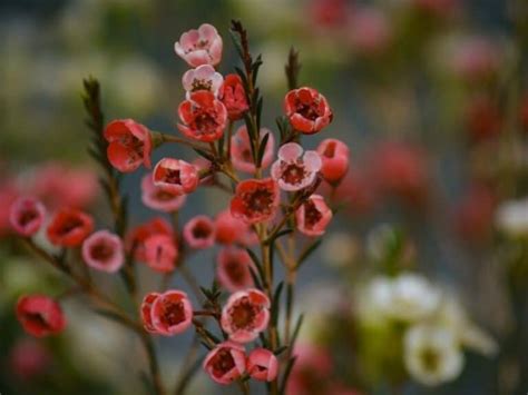 Waxflower Plants Types, How to Grow and Care | Florgeous