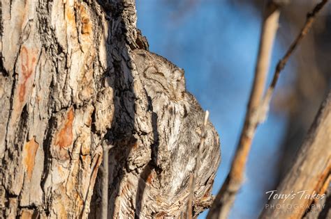 Little Screech Owl showcases its camouflage | Tony's Takes Photography