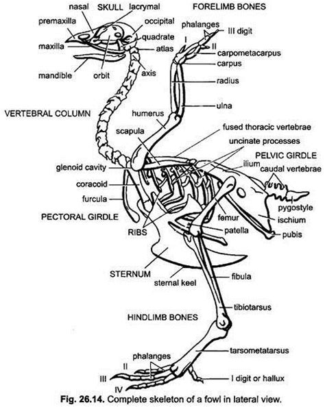 Complete Skeleton of a Fowl in Lateral View | Axial skeleton, Thoracic vertebrae, Pelvic girdle