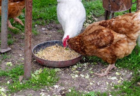 Crimped Oats for Chickens: Benefits and Feeding Tips - Chicken & Chicks ...