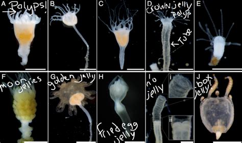 New Research Reveals How to Easily Grow Jellyfish In Captivity – The Helm Lab Blog