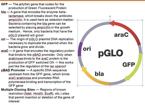 Cur1yJ | pGLO Transformation & Bacterial Growth Lab Report