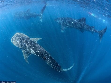 Incredible Footage: Whale Sharks Rescued from Fishing Nets Swim Gratefully alongside Divers in a ...