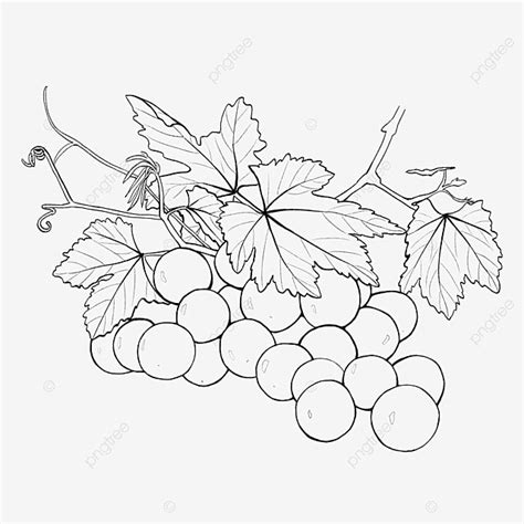 Desenhado à Mão Uva Fruta Linhas Simples PNG , Teste Padrão Decorativo, Pintado à Mão ...