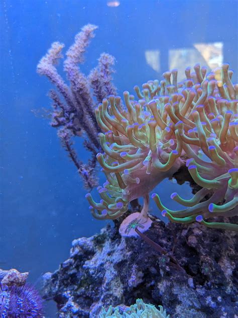 Euphyllia new trunk? | Reef2Reef