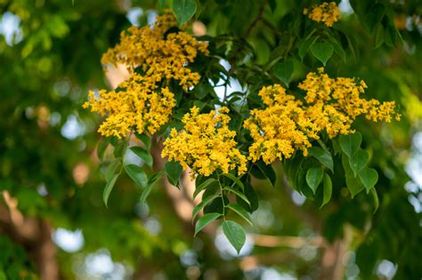 7 Philippine Native Trees for Flower Power in Your Home - Pinned.PH