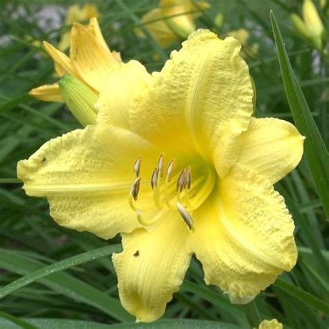 Happy Returns Daylily | Bright Yellow Daylily - PlantingTree