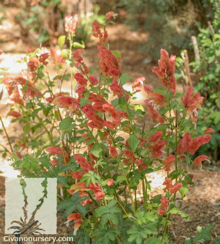 Shrimp Plant - Justicia brandegeeana - Civano Nursery