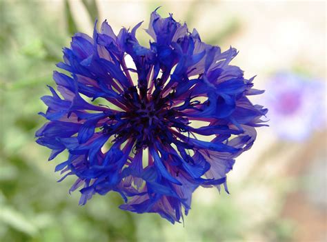 Germanys national flower: The Centaurea cyanus | Medicinal herbs, Flowers, Plants