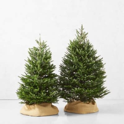 Fresh Blue Ridge Mountain Christmas Tree | Williams Sonoma