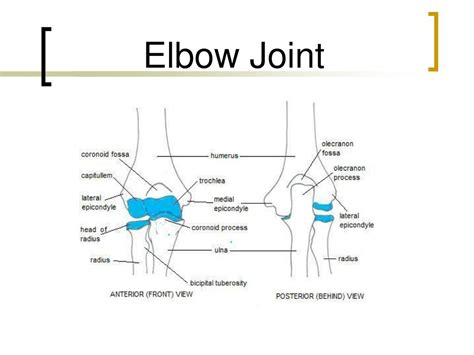 PPT - Elbow Joint PowerPoint Presentation - ID:645385