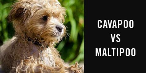 Cavapoo vs maltipoo - Cavapoo World