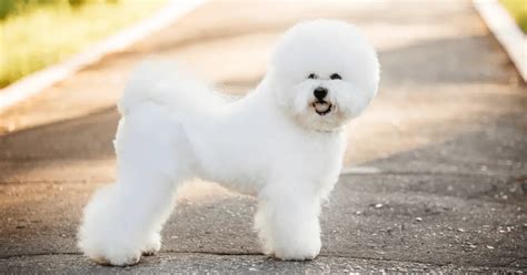 Bichon Frise | Breed Info & Care Guide | World Dog Finder