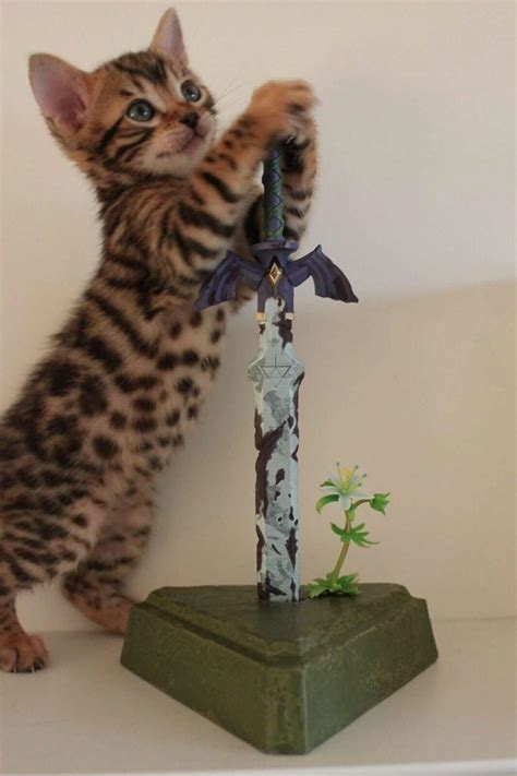 PsBattle: This cat with a sword : r/photoshopbattles