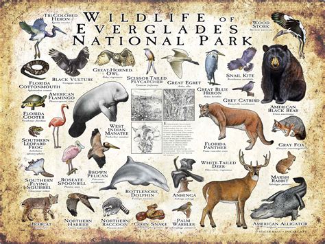 Wildlife of Everglades National Park Poster Print