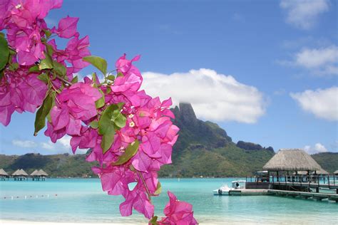 🔥 [40+] Beach Flower Wallpapers | WallpaperSafari