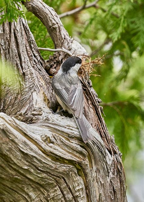 chickadee-nesting-1 | East Street Weather Blog