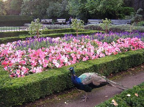 Peacocks and flowers in Holland Park | Holland park, London love, Lovely creatures