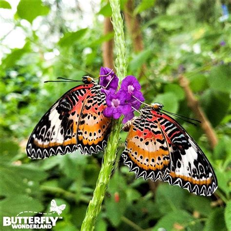 Butterfly Wonderland in Scottsdale is the largest indoor butterfly ...