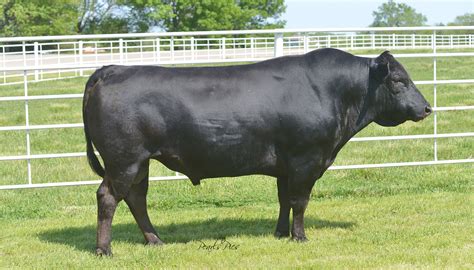 Wagyu Cattle Breed – Everything You Need to Know