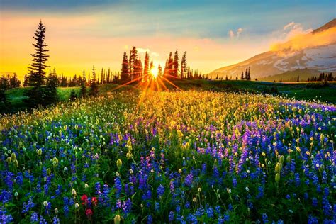 Download Purple Flower Blue Flower Sunbeam Mountain Spring Meadow Nature Flower HD Wallpaper