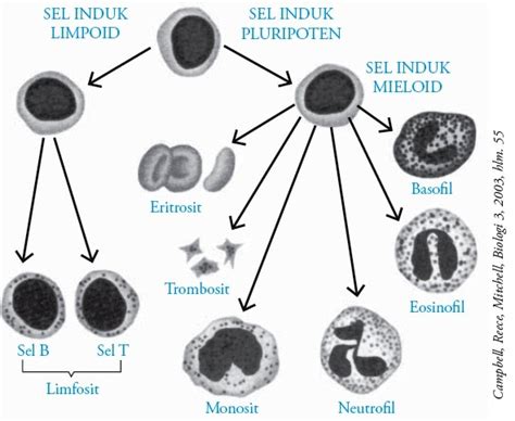 Fungsi Sel Darah Putih Eritrosit Manusia:blog info