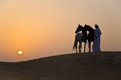 Arabian Horse in the Arabian Desert – License image – 70405472 lookphotos