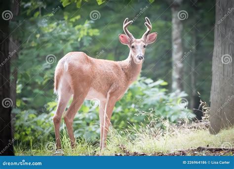 Small White Tailed Deer, Antlers in Velvet Stock Photo - Image of ...