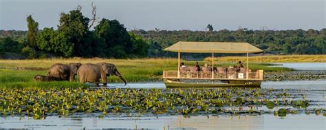 Chobe Safari – Why Travel to Chobe National Park?