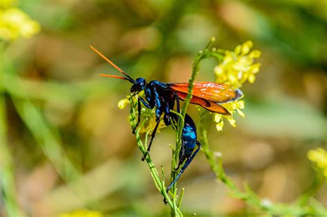 What Are The Largest Wasps In The World? - WorldAtlas