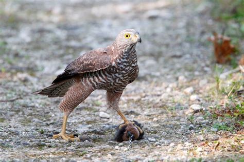 Bird of the Week: 9th September - carnivores! | BIRDS in BACKYARDS