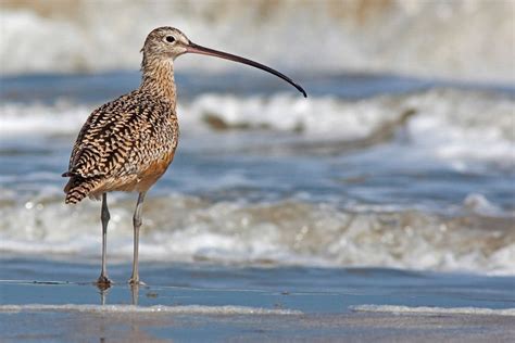 Long-billed Curlew | Audubon Field Guide