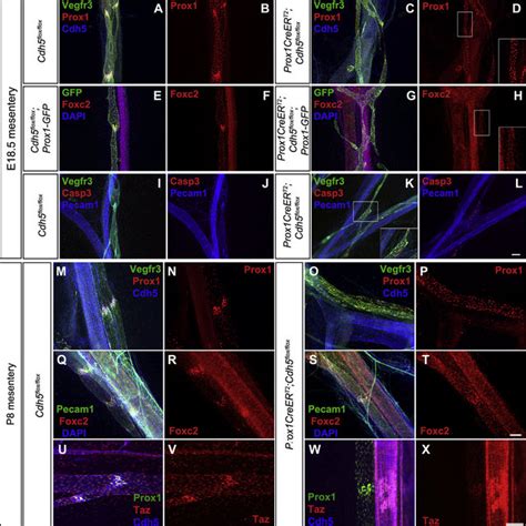 VE-Cadherin Is Required for Lymphatic Endothelial Cell Alignment with... | Download Scientific ...