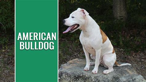 American Bulldog Breed Information And Temperament - Petmoo