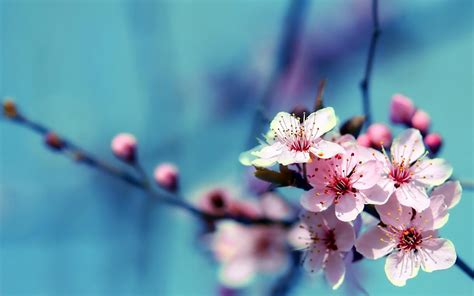 Flowers | Beautiful flowers images, Hd flower wallpaper, Flower images wallpapers