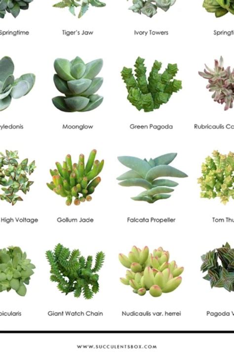 the different types of succulents are shown in this poster, which is ...