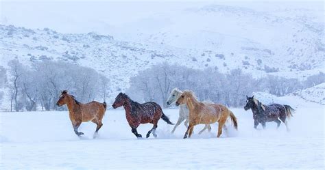 Horses Running In Snow by Betty Wiley