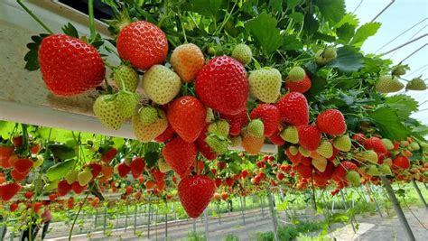 Hydroponic Strawberries: Berries Grown Without Soil - Mazero agrifood company