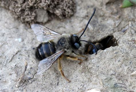 Killing Ground Bees: 11 Ways to Get Rid of Them