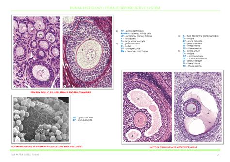 SOLUTION: Human histology female reproductive system - Studypool