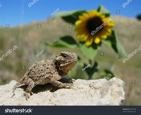 Baby Horned Lizard Stock Photo 82635160 | Shutterstock