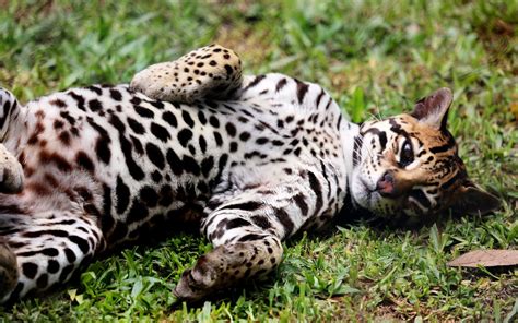 Scientist at work: Endangered ocelots and their genetic diversity may benefit from artificial ...