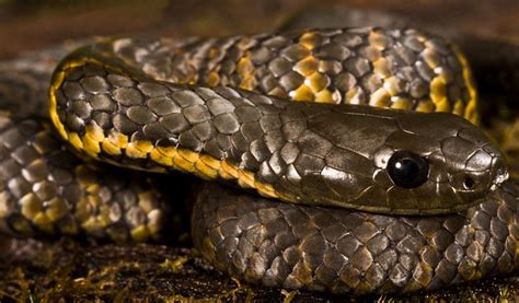 Tasmanian Tiger snake | This little fellow was about 250mm l… | Flickr - Photo Sharing!