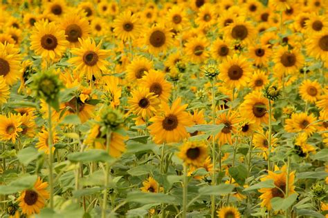 18 Stunning Types of Sunflowers to Add to Your Summer Garden | Types of sunflowers, Summer ...